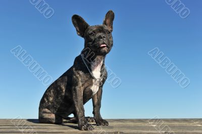 puppy french bulldog