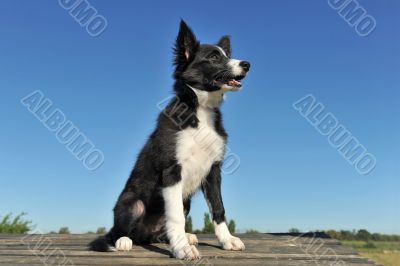 puppy border collie