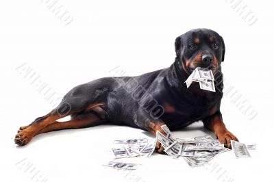 rottweiler and dollars