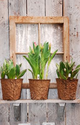Tulip plants on windowsill
