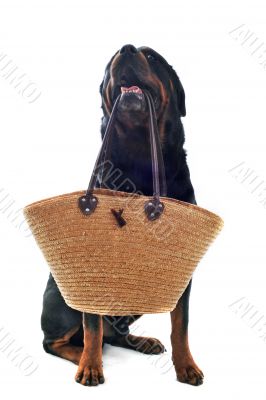 rottweiler and basket