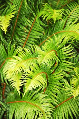 Lush fern leaves