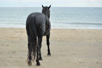 stallion on the beau