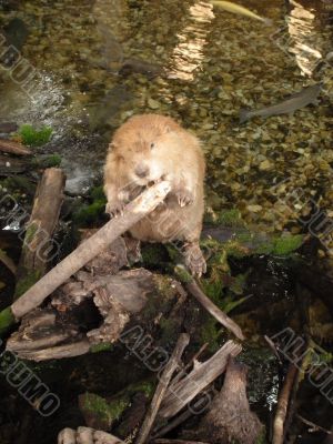 Beaver chewing on log by the river