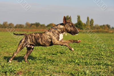 running bull terrier
