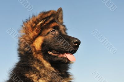 puppy german shepherd