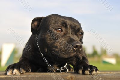 staffordshire bull terrier
