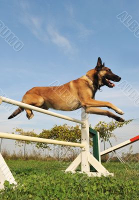 jumping malinois
