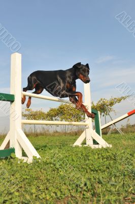 doberman in agility