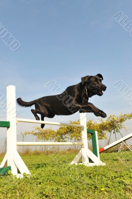 labrador retriever in agility