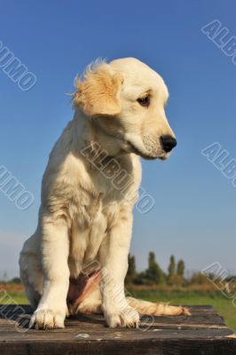 puppy golden retriever