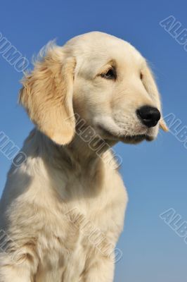 puppy golden retriever