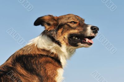 portrait of border collie