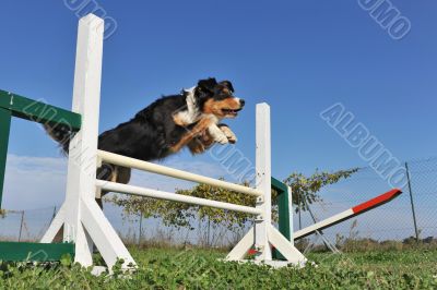 jumping australian shepherd