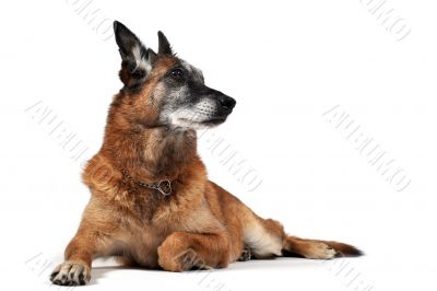 old malinois