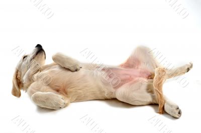 puppy golden retriever