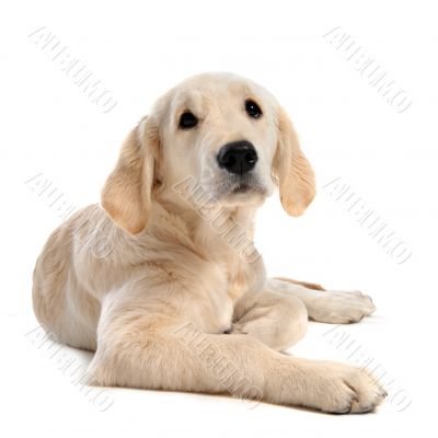 puppy golden retriever