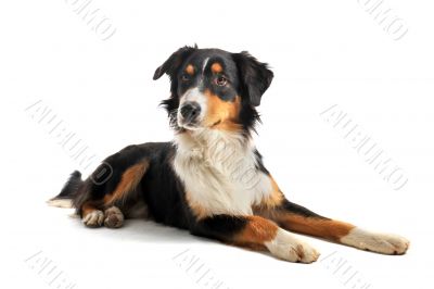 australian shepherd