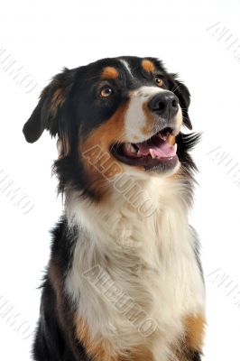 australian shepherd