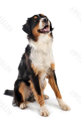 australian shepherd