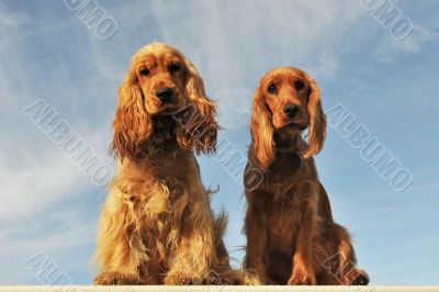 couple of english cocker