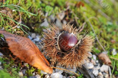 chestnuts