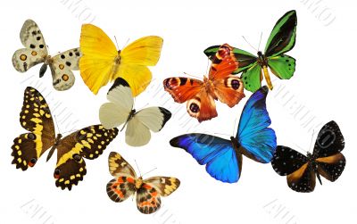group of butterfly