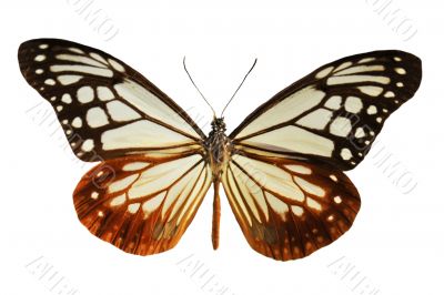 black and white butterfly