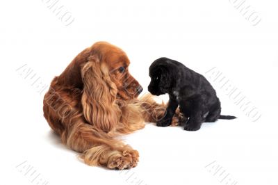 puppy english cocker and adult