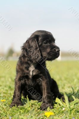 puppy english cocker