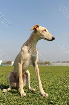 young greyhound