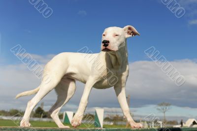 puppy dogo argentino