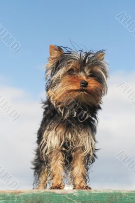 puppy yorkshire terrier
