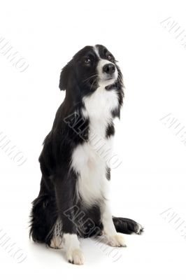 border collie