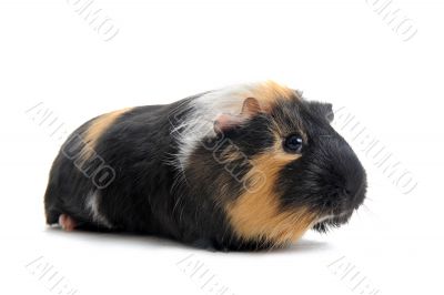 Guinea pig