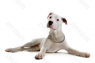 puppy dogo argentino