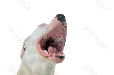 barking dogo argentino