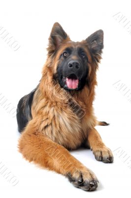 german shepherd