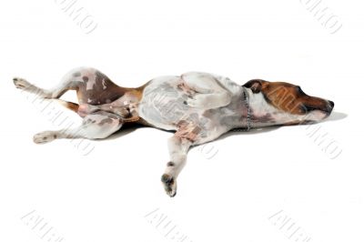 young jack russel terrier