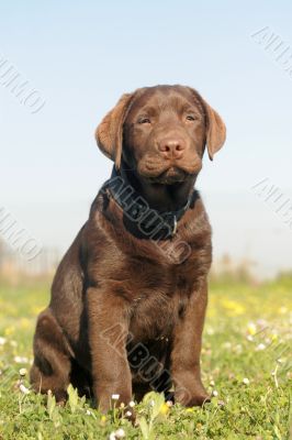 puppy labrador retriever