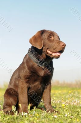 puppy labrador retriever puppy labrador retriever
