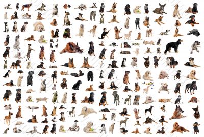 group of dogs