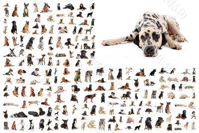 group of dogs and dalmatian