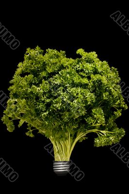 Curly parsley