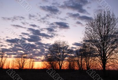 Bare Trees at Sunset