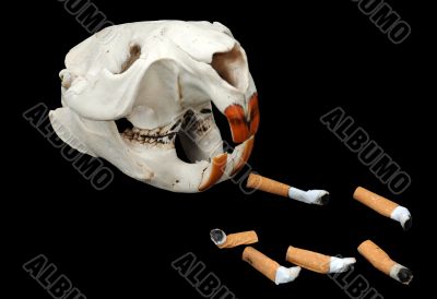 Beaver`s Skull and Cigarette Butts
