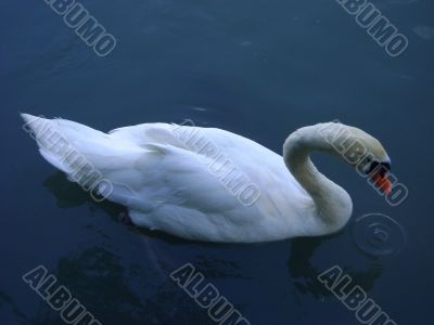 swans, swimming, wing,water, nature