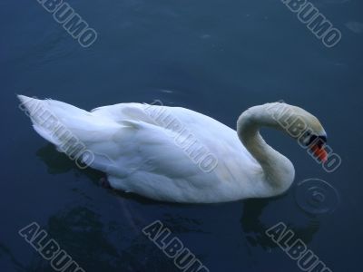 swans, swimming, wing,water, nature swans, swimming, wing,water, nature