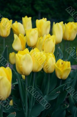 tulip, spring, beauty, nature, yellow, 