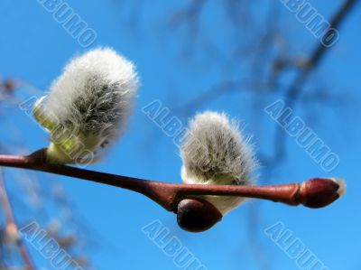 Buds of willow, Salix Buds of willow, Salix